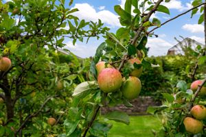 Apple Tree- click for photo gallery